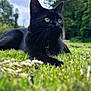 black_cat, cat, grass, greenery, outdoor, nature, animal, pet, whiskers, ears, collar, alert, lying_down, forest, trees, cloudy_sky, close_up, mammal, feline, daytime