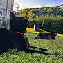 black_cat, cat, grass, outdoor, nature, greenery, pets, animal, relaxing, lawn, daylight, house, garden, feline, collar, wildlife, summer, sky, plant, closeup
