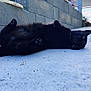 black_cat, cat, pet, animal, outdoor, relaxing, concrete, potted_plants, stone_wall, greenery, paw_pads, lazy, daylight, fur, cute, lying_down, nature, domestic_cat, resting, whiskers