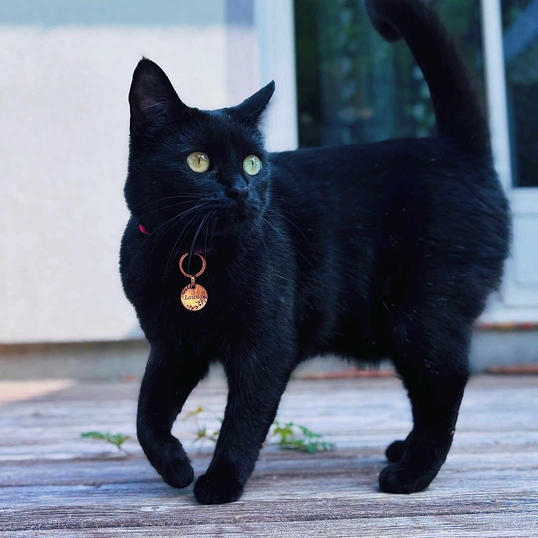 Louna participe au concours pour gagner de l'argent avec cette photo : animal, black_cat, cat, closeup, collar, daylight, domestic_animal, door, feline, fur, house, outdoor, pet, reflection, tag, tail_up, walking, whiskers, wooden_deck, yellow_eyes