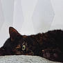 Poucy a rejoint le concours — aidez-le/la à gagner de superbes lots ! cat, tortoiseshell, pet, feline, animal, green_eye, paw, claws, resting, blanket, texture, indoor, wallpaper, pattern, closeup, soft, relaxed, fur, whiskers, sleepy