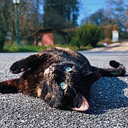 Poucy a rejoint le concours — aidez-le/la à gagner de superbes lots ! cat, tortoiseshell_cat, outdoor, road, gravel, sunlight, green_eyes, animal, pet, nature, daylight, trees, blurred_background, lamppost, building, relaxing, lying_down, close_up, curious, peaceful