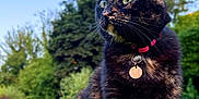Poucy a rejoint le concours — aidez-le/la à gagner de superbes lots ! cat, tortoiseshell_cat, green_eyes, collar, tag, grass, outdoor, nature, tree, blue_sky, pet, animal, feline, sitting, fur, portrait, closeup, daylight, garden, whiskers