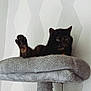 Poucy participe au concours pour gagner de l'argent avec cette photo : cat, tortoiseshell_cat, cat_tree, paw, indoor, pet, feline, resting, gray, fur, wallpaper, pattern, animal, cute, relaxed, raised_paw, home, domestic_animal, mammal, sitting