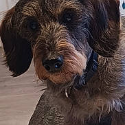 Teckel a rejoint le concours — aidez-le/la à gagner de superbes lots ! dog, pet, indoor, curious, scruffy, brown_fur, black_fur, ears, nose, collar, table, floor, background, closeup, animal, canine, cute, domestic, portrait, furry