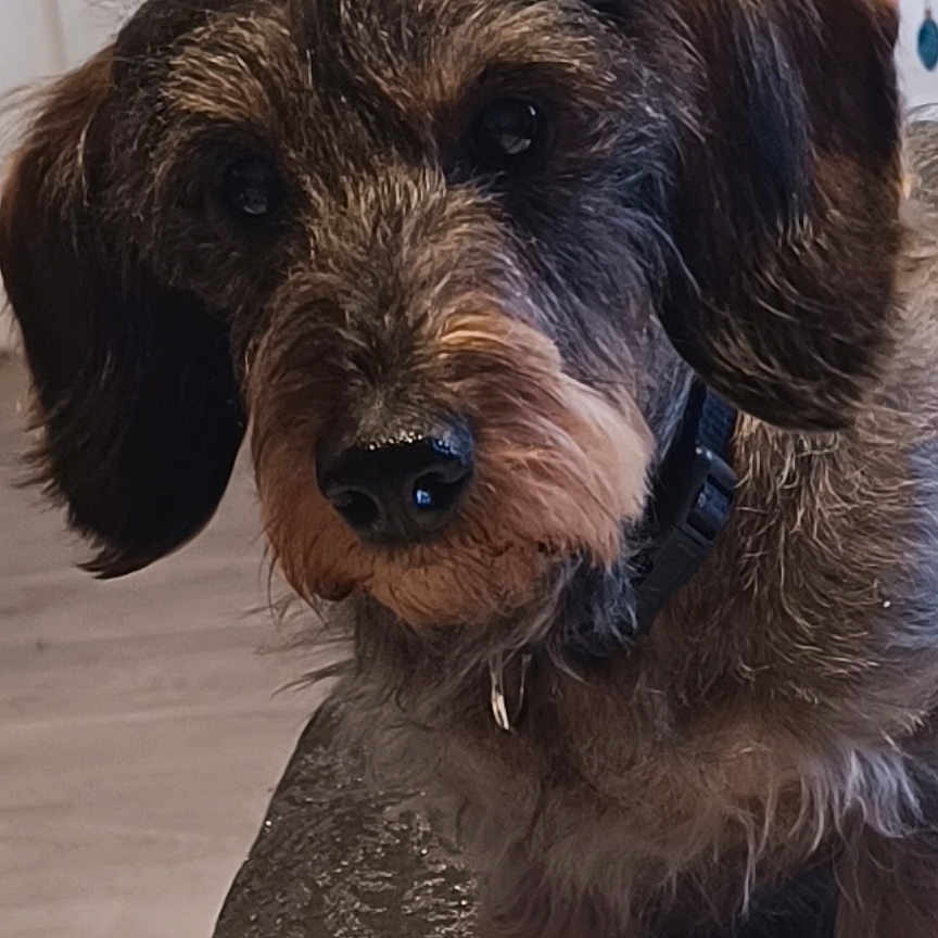 Teckel a rejoint le concours — aidez-le/la à gagner de superbes lots ! animal, background, black_fur, brown_fur, canine, closeup, collar, curious, cute, dog, domestic, ears, floor, furry, indoor, nose, pet, portrait, scruffy, table