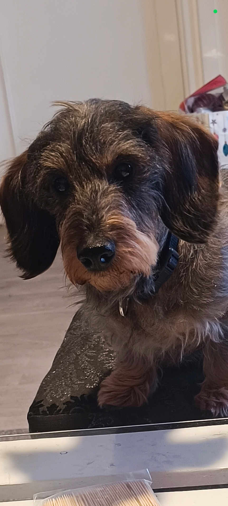 Teckel a rejoint le concours — aidez-le/la à gagner de superbes lots ! dog, pet, indoor, curious, scruffy, brown_fur, black_fur, ears, nose, collar, table, floor, background, closeup, animal, canine, cute, domestic, portrait, furry