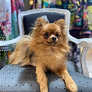 Rubis participe au concours pour gagner de l'argent avec cette photo : animal, brown, chair, cozy, cute, decor, dog, domestic_animal, fluffy, fur, furniture, indoor, looking_away, pattern, pet, pomeranian, portrait, resting, sitting, small_dog