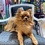 animal, brown, chair, cozy, cute, decor, dog, domestic_animal, fluffy, fur, furniture, indoor, looking_away, pattern, pet, pomeranian, portrait, resting, sitting, small_dog