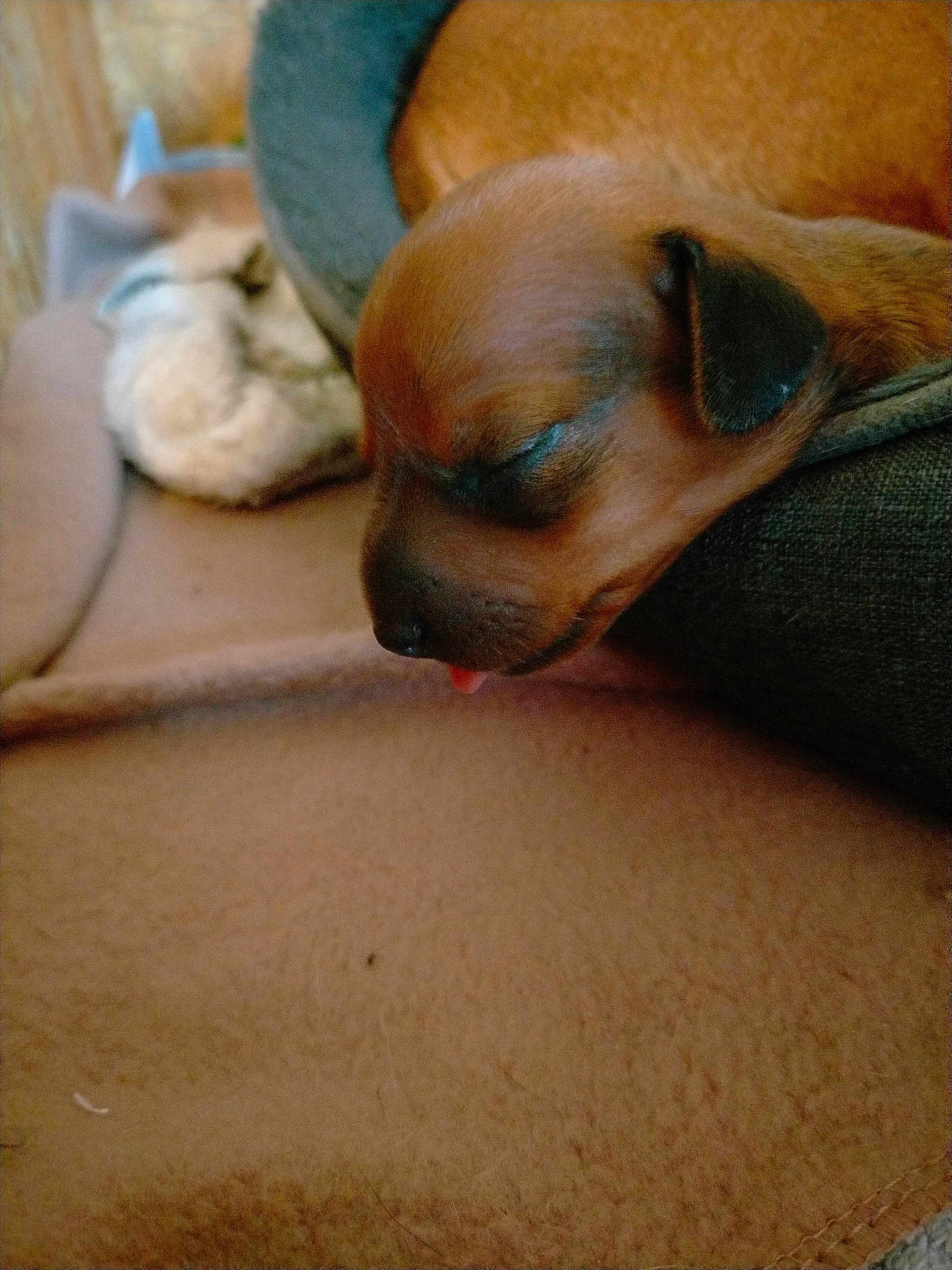 Upette