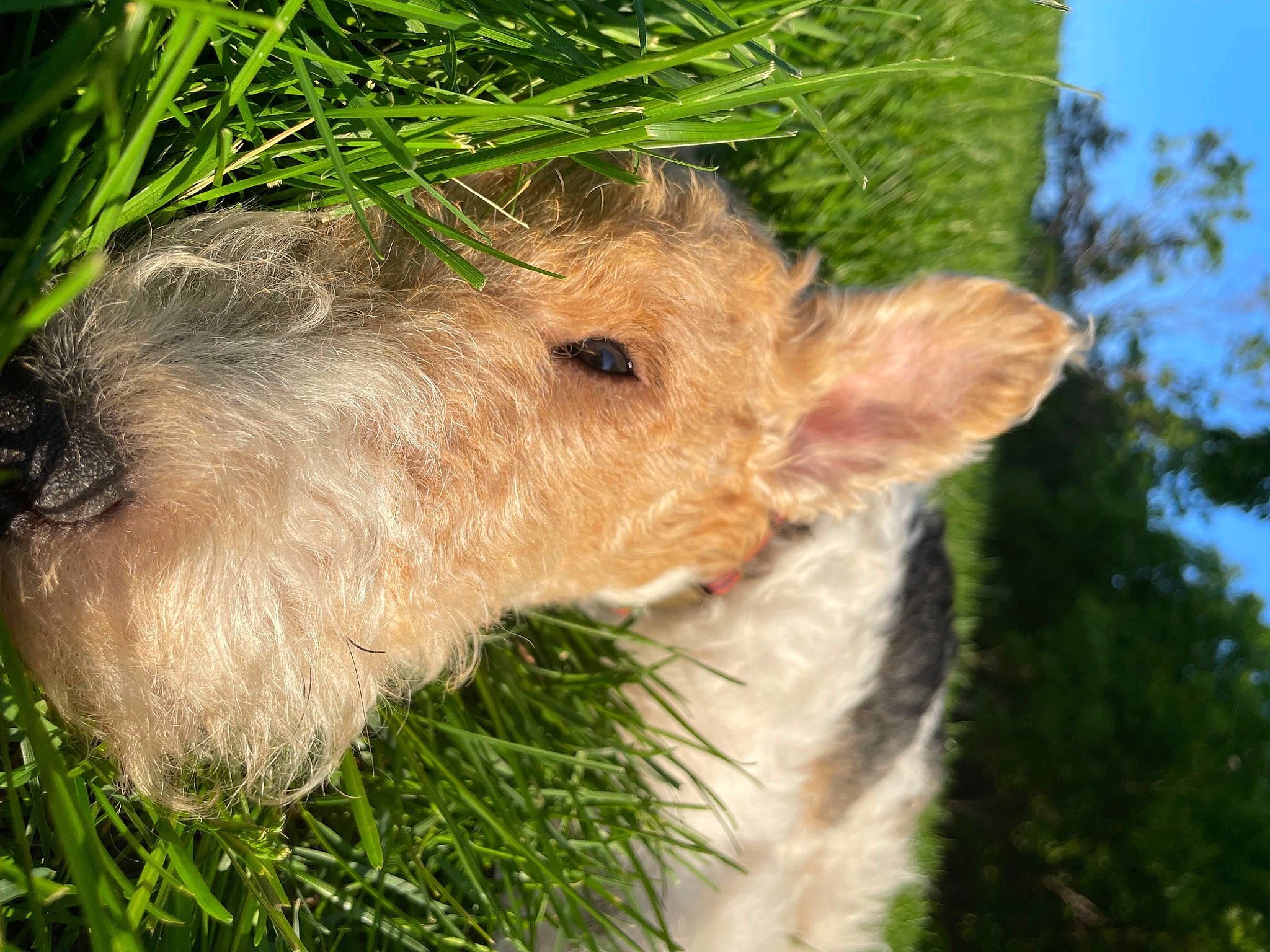 Oscar joined the competition — help win amazing prizes! canidae, event, fawn, fur, grass, groundcover, groundhog_day, herb, holiday, interior_design, plant, rodent, sky, snout, tail, terrestrial_animal, tree, whiskers, wildlife, wood