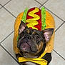 dog, costume, hot_dog, yellow_bow_tie, pet, brown_dog, black_dog, indoor, tiled_floor, cute, looking_up, animal, funny, adorable, portrait, small_dog, ears_up, floor, playful, pet_clothing
