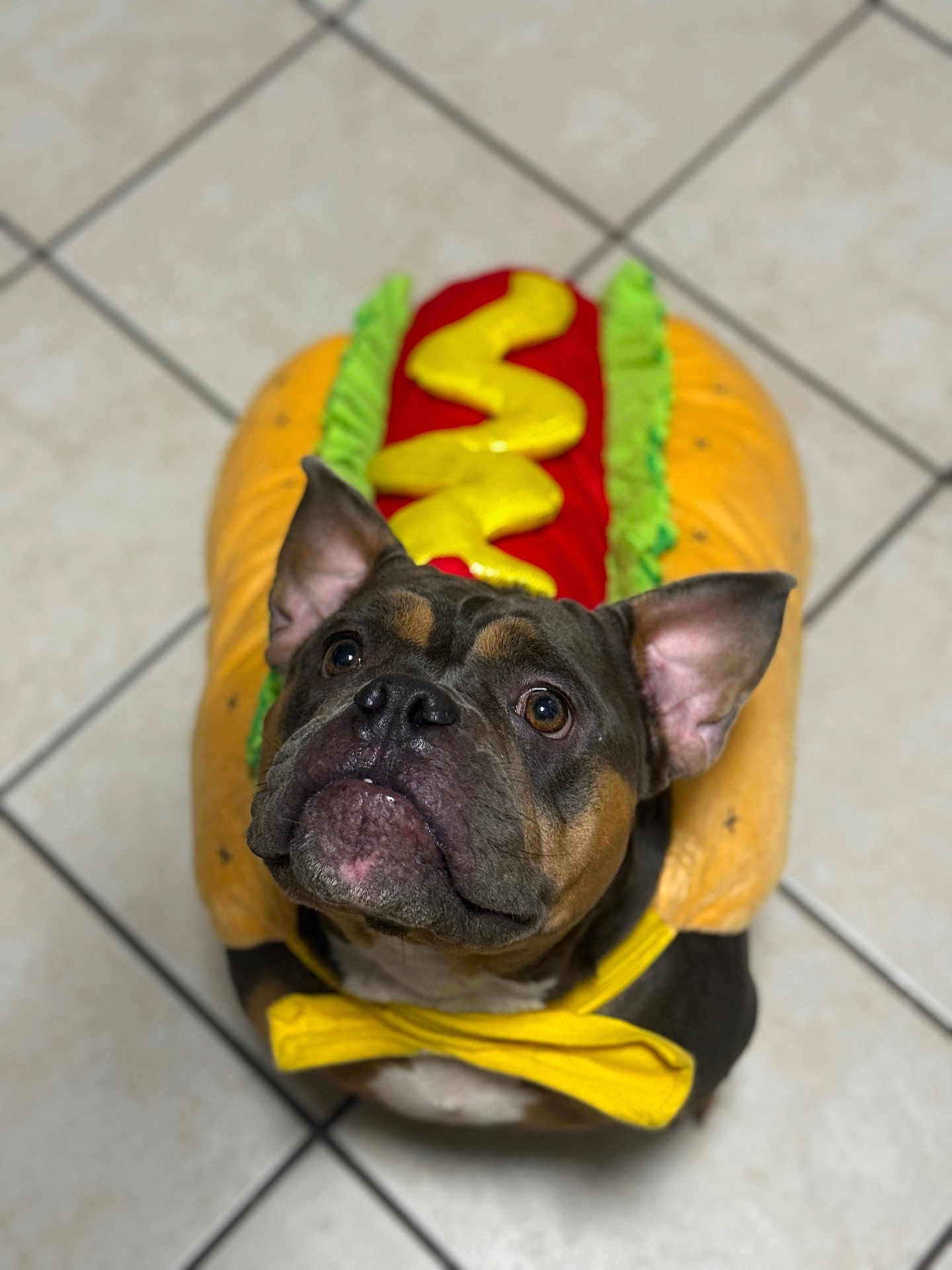 Pickles joined the competition — help win amazing prizes! dog, costume, hot_dog, yellow_bow_tie, pet, brown_dog, black_dog, indoor, tiled_floor, cute, looking_up, animal, funny, adorable, portrait, small_dog, ears_up, floor, playful, pet_clothing