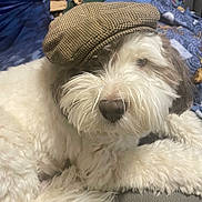 Reggie is registered to the contest to win money with this photo: animal, blanket, cap, close_up, cozy, cute, dog, domestic_animal, fluffy, fur, gray_fur, hat, indoor, laying_down, paw, pet, portrait, resting, snout, white_fur