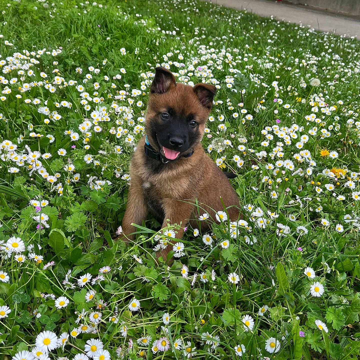Alf a rejoint le concours — aidez-le/la à gagner de superbes lots ! anemone, animal, canine, daisy, dog, field, flower, geranium, grass, grassland, green, herbal, herbs, nature, outdoors, pet, petal, plant, puppy, vegetation