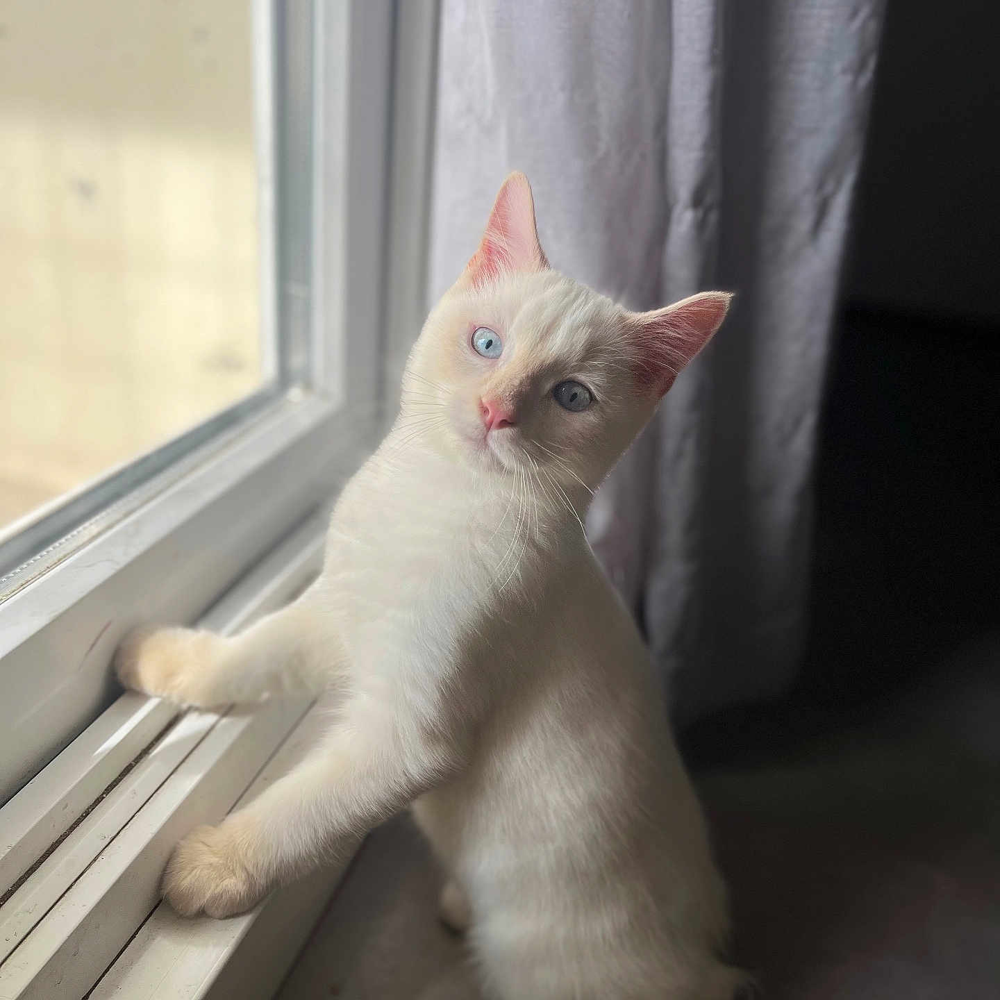 Prince