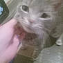 King Milo is registered to the contest to win money with this photo: cat, pet, hand, close_up, blurry, indoor, fur, animal, whiskers, face, paw, floor, domestic_cat, tabby, feline, mammal, cute, touch, companion, friendly