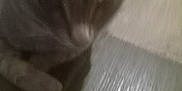 King Milo joined the competition — help win amazing prizes! cat, close_up, blurry, sleeping, wood_floor, pet, animal, feline, indoor, resting, soft_light, face, whiskers, paw, cozy, domestic, fur, quiet, still, calm
