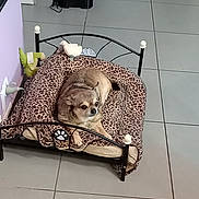 N'Jie a rejoint le concours — aidez-le/la à gagner de superbes lots ! dog, pet_bed, leopard_print, small_dog, indoor, tile_floor, toy, furniture, cozy, resting, animal, cute, brown_dog, canine, household, relaxing, bed_frame, paw_print, compact, domestic_pet