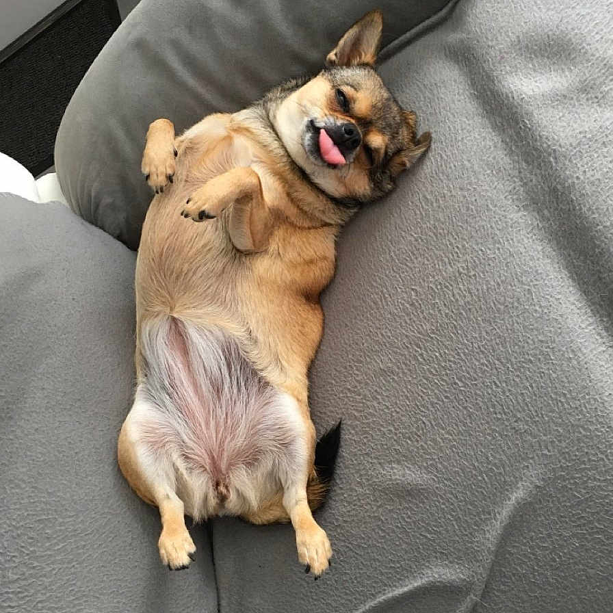 N'Jie a rejoint le concours — aidez-le/la à gagner de superbes lots ! dog, small_dog, tongue_out, lying_down, couch, gray_couch, relaxed, pet, indoor, home, fur, ears, paw, playful, canine, cute, animal, companion, resting, tongue