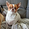 dog, pet, small_dog, chihuahua, blanket, couch, indoor, fur, ears, animal, cute, alert, brown_and_white, sitting, companion, domestic, eyes, face, cozy, home