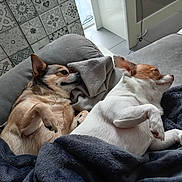 Suechye participe au concours pour gagner de l'argent avec cette photo : dog, small_dog, couch, blanket, sleeping, indoor, cozy, pet, fur, resting, two_animals, comfort, home, relaxation, tile_wall, paw, canine, animal_companion, cute, nap