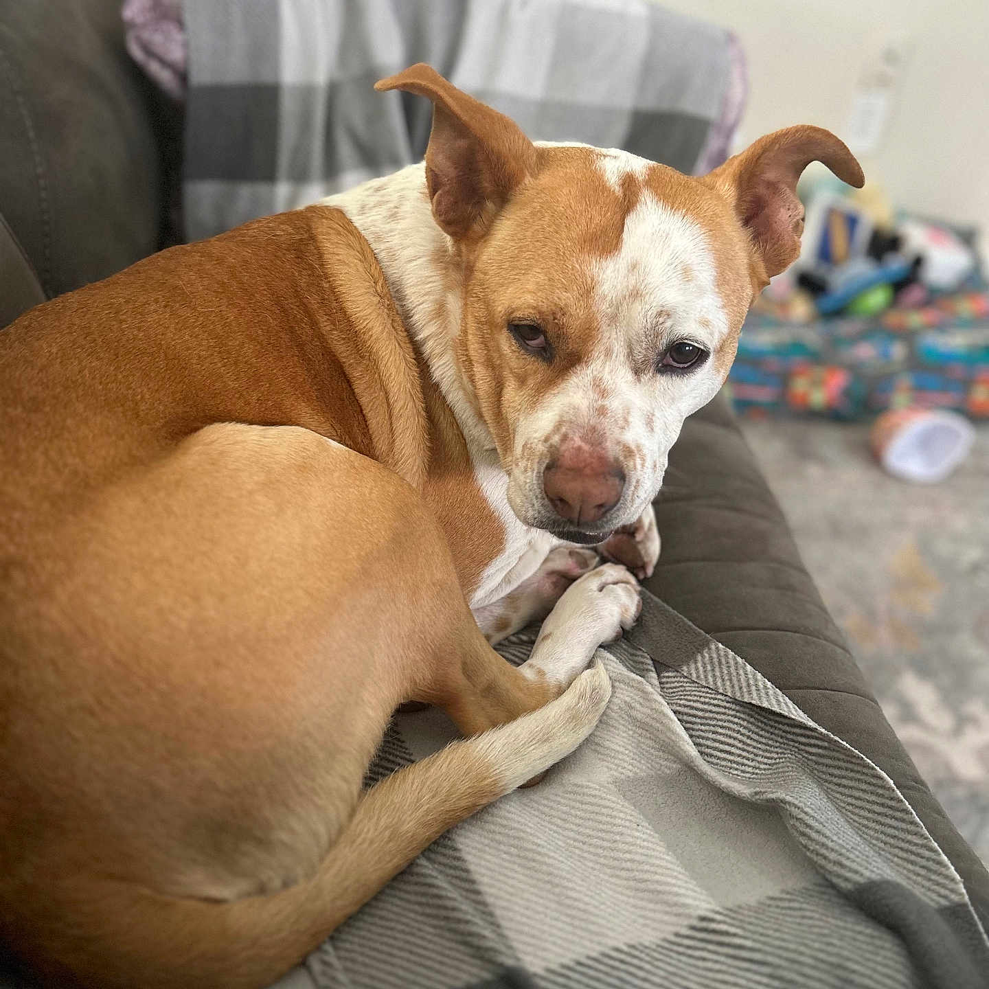 Pebbles joined the competition — help win amazing prizes! animal, blanket, bulldog, canine, couch, cushion, dog, furniture, homedecor, hound, indoors, interiordesign, person, pet, pillow, pitbull, puppy, quilt, sleeping, snout