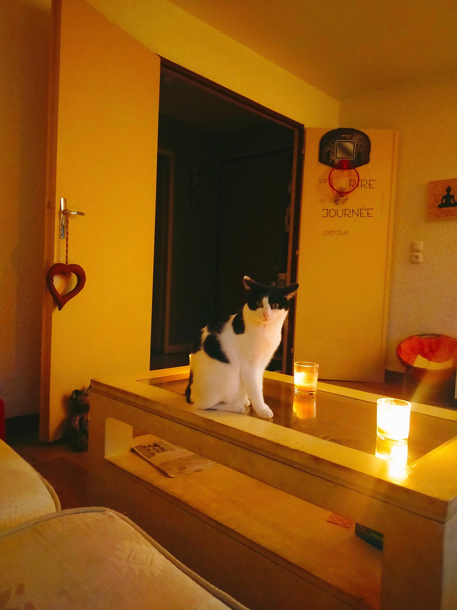 Ponioy a rejoint le concours — aidez-le/la à gagner de superbes lots ! carnivore, cat, clock, comfort, door, felidae, floor, flooring, hardwood, home_door, interior_design, lamp, lighting, orange, property, small_to_medium_sized_cats, tail, whiskers, window, wood