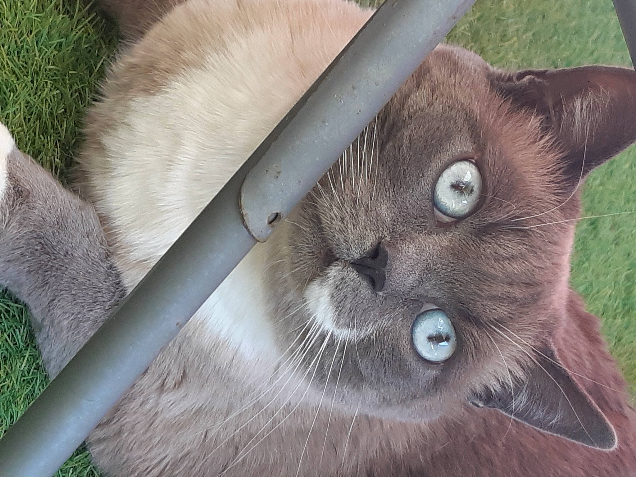 Ice participe au concours pour gagner de l'argent avec cette photo : carnivore, cat, close_up, domestic_short_haired_cat, fawn, felidae, fur, grass, mammal, photo_caption, plant, small_to_medium_sized_cats, snout, tail, terrestrial_animal, thai, tonkinese, vertebrate, whiskers, wildlife