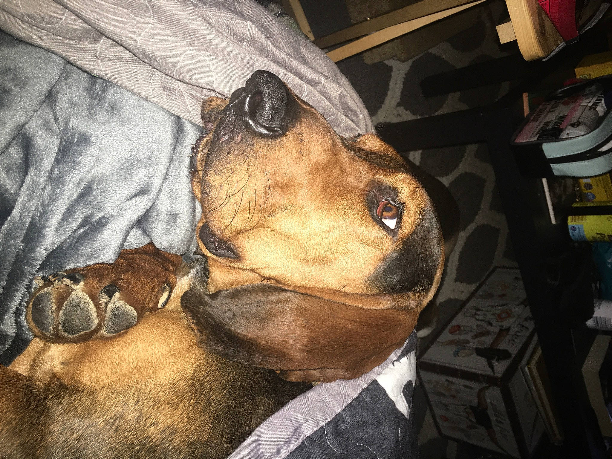 Buford is registered to the contest to win money with this photo: american_staffordshire_terrier, canidae, carnivore, dachshund, dog, dog_breed, ear, fawn, nose, snout