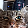 cat, tabby_cat, close_up, face, whiskers, green_eyes, indoor, pet, feline, fur, relaxed, sleepy, nose, ears, bed, blanket, animal, domestic_animal, close_range, portrait
