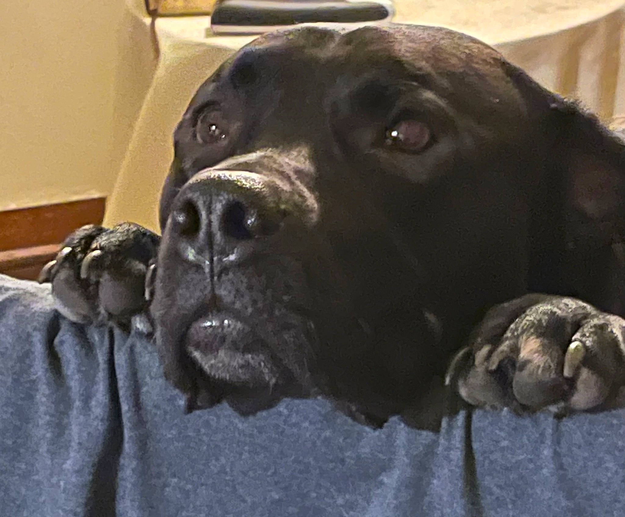 Jack is registered to the contest to win money with this photo: borador, bored, canidae, carnivore, collar, comfort, companion_dog, dog, dog_breed, dog_collar, fawn, fur, gun_dog, liver, metal, pet_supply, snout, sporting_group, whiskers, working_animal