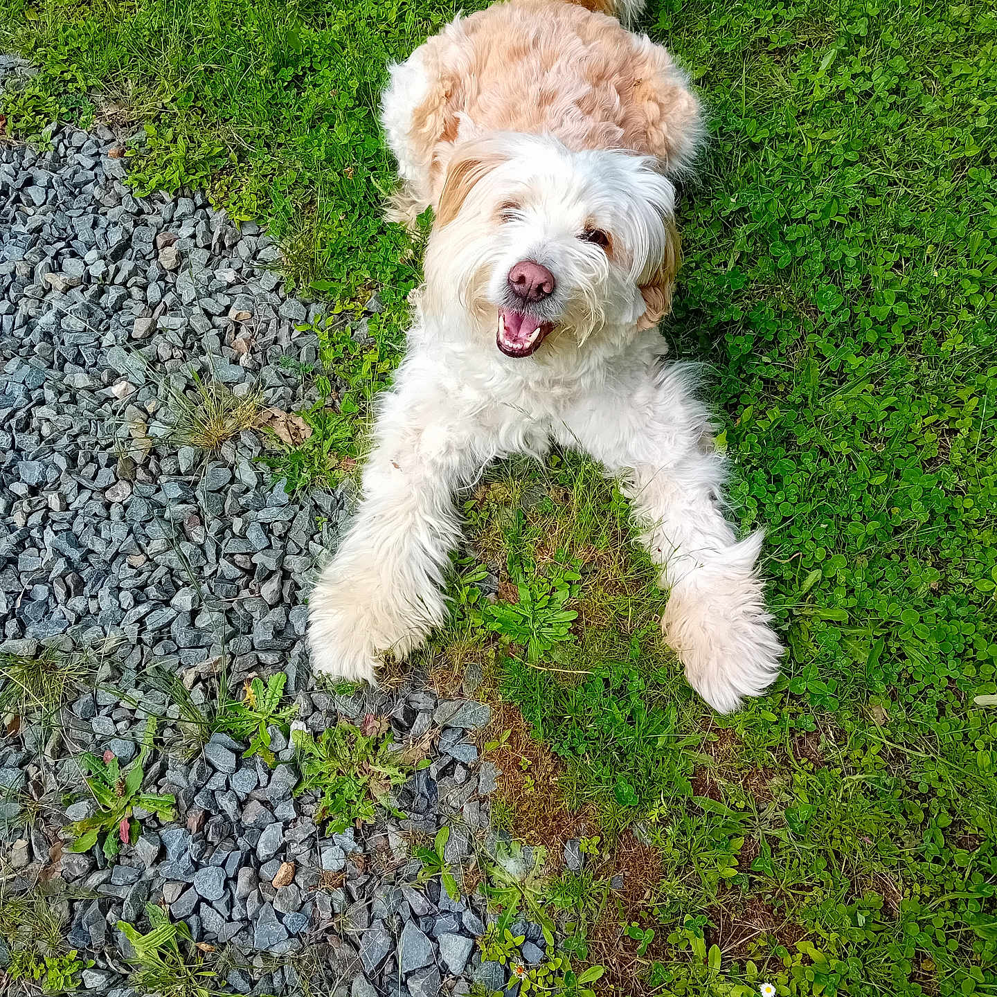 Laïka a rejoint le concours — aidez-le/la à gagner de superbes lots ! animal, canine, curly_fur, cute, dog, friendly, grass, gravel, greenery, happy, lying_down, nature, outdoor, pet, playful, smiling, summer, sunlight, tail, tongue_out