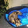 animal, blue_cushion, cat, cozy, curled_up, fur, ivy, nature, outdoor, pet_bed, plant, plastic_bed, relaxed, resting, shadow, sleeping, sunlight, tortoiseshell, wall, woven_surface