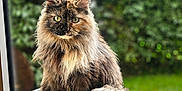 Mouchette participe au concours pour gagner de l'argent avec cette photo : animal, blurred_background, cat, cute, feline, flower_pot, fur, garden, green_eyes, greenery, long_hair, nature, outdoor, pet, plant_pot, portrait, sitting, tail, tortoiseshell, window