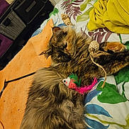 Mouchette a rejoint le concours — aidez-le/la à gagner de superbes lots ! animal, bed, blanket, cat, comfortable, cozy, cute, domestic, feline, fluffy, fur, indoor, multi-colored, patterned_bedspread, pet, relaxed, resting, sleep, sleeping, toy