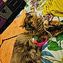 animal, bed, blanket, cat, comfortable, cozy, cute, domestic, feline, fluffy, fur, indoor, multi-colored, patterned_bedspread, pet, relaxed, resting, sleep, sleeping, toy