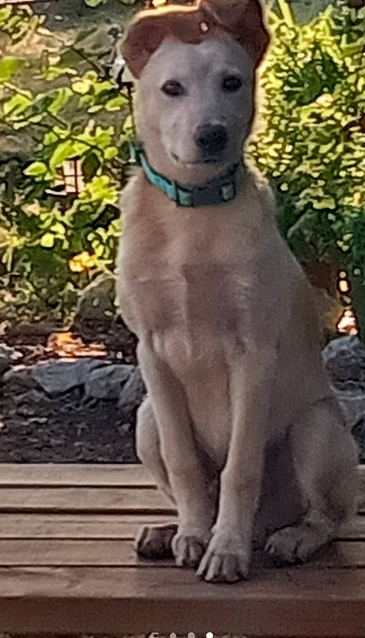 Jasper is registered to the contest to win money with this photo: ancient_dog_breeds, canidae, carnivore, collar, companion_dog, dog, dog_breed, dog_collar, fawn, hunting_dog, non_sporting_group, plant, snout, sporting_group, tail, terrestrial_animal, whiskers, working_animal, working_dog