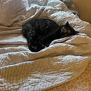 Pistachio is registered to the contest to win money with this photo: bed, bedding, blanket, cat, comforter, cozy, floral_sheet, fur, home, indoor, mattress, nap, pet, pillows, quilt, relaxation, sleeping_cat, striped_pattern, tortoiseshell_cat, window