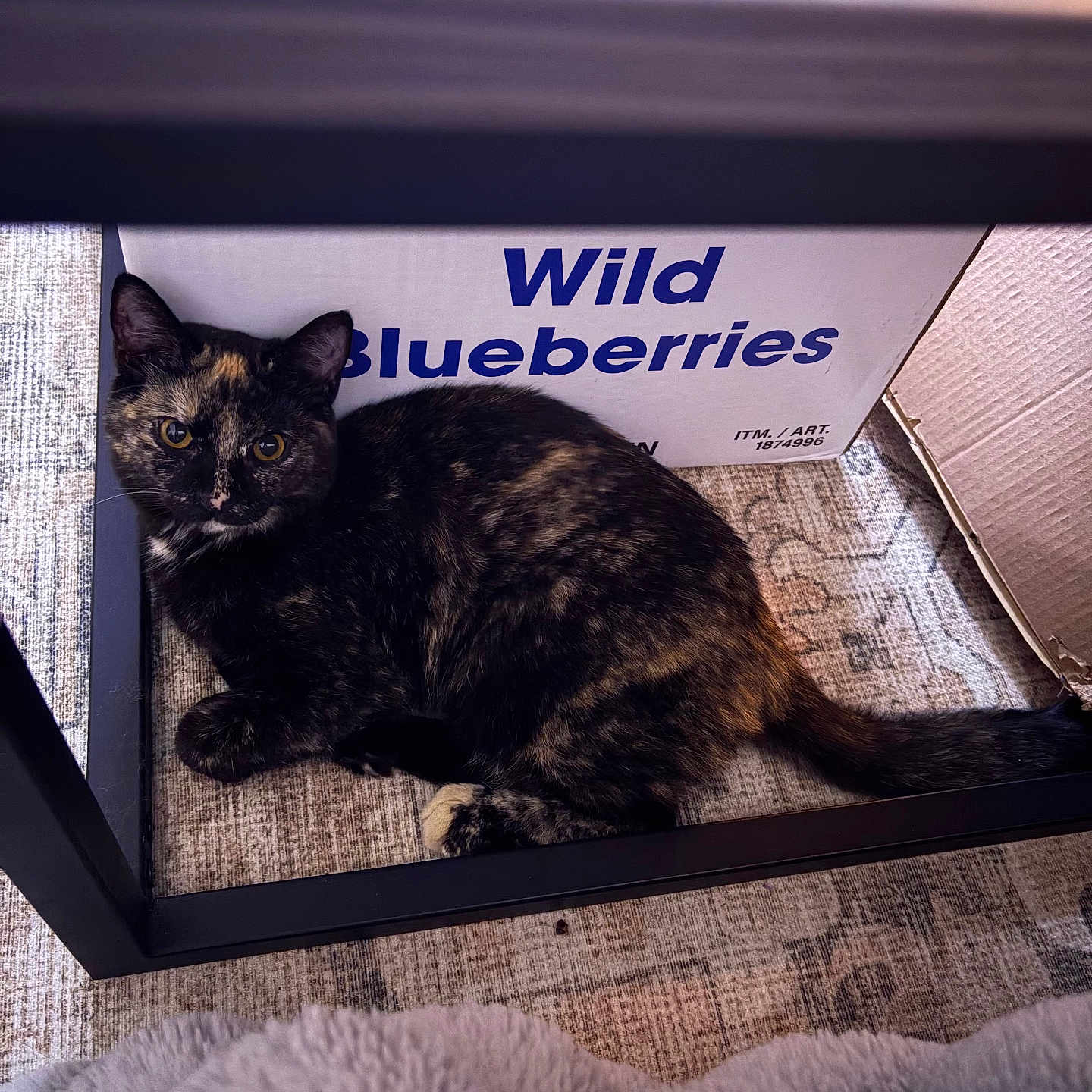 Pistachio is registered to the contest to win money with this photo: blanket, cardboard_box, cat, close_up, curious, domestic_cat, feline, furniture, hiding, indoor, paw, pet, rug, table_leg, tail, text_on_box, tortoiseshell_cat, whiskers, wild_blueberries_text, yellow_eyes