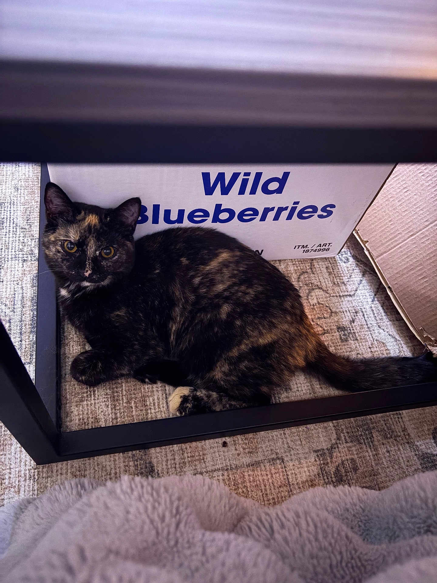 Pistachio is registered to the contest to win money with this photo: blanket, cardboard_box, cat, close_up, curious, domestic_cat, feline, furniture, hiding, indoor, paw, pet, rug, table_leg, tail, text_on_box, tortoiseshell_cat, whiskers, wild_blueberries_text, yellow_eyes