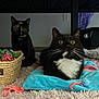 Pistachio is registered to the contest to win money with this photo: basket, bed_frame, black_fur, carpet, cat, cozy, curious, indoor, pet, plush_blanket, shag_rug, suitcase, tortoiseshell_cat, toy_basket, toys, tuxedo_cat, under_bed, whiskers, white_chest, wide_eyes