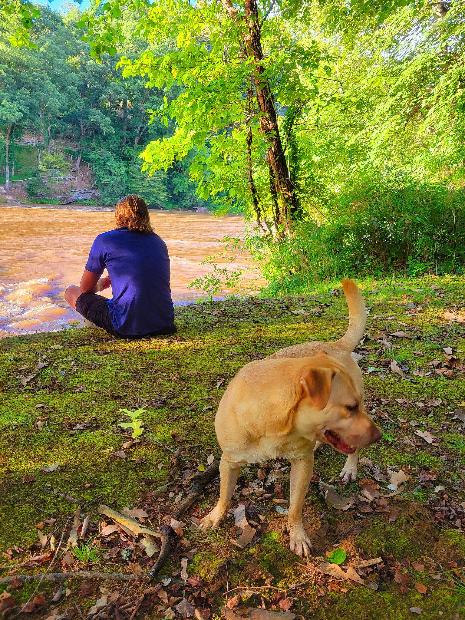 Pig is registered to the contest to win money with this photo: canidae, carnivore, companion_dog, dog, dog_breed, fawn, forest, grass, landscape, leisure, people_in_nature, plant, recreation, soil, tail, tree, wilderness, wood, woodland, working_animal