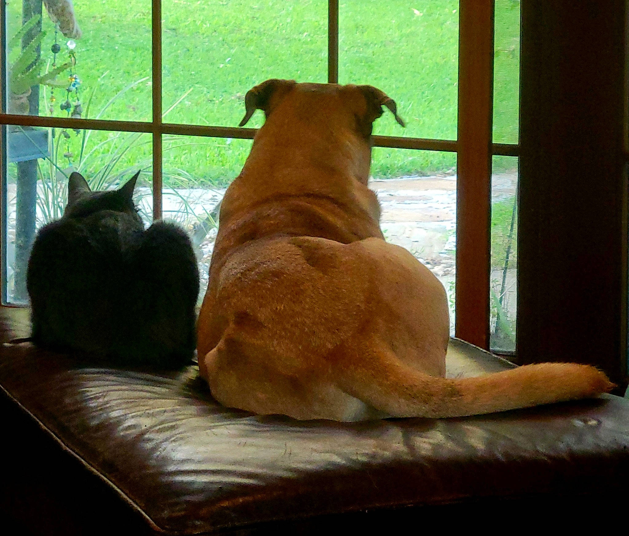 Pig is registered to the contest to win money with this photo: brown, canidae, carnivore, collar, comfort, companion_dog, dog, dog_breed, fawn, hardwood, liver, pet_supply, room, shade, sporting_group, tail, tints_and_shades, window, wood, working_animal