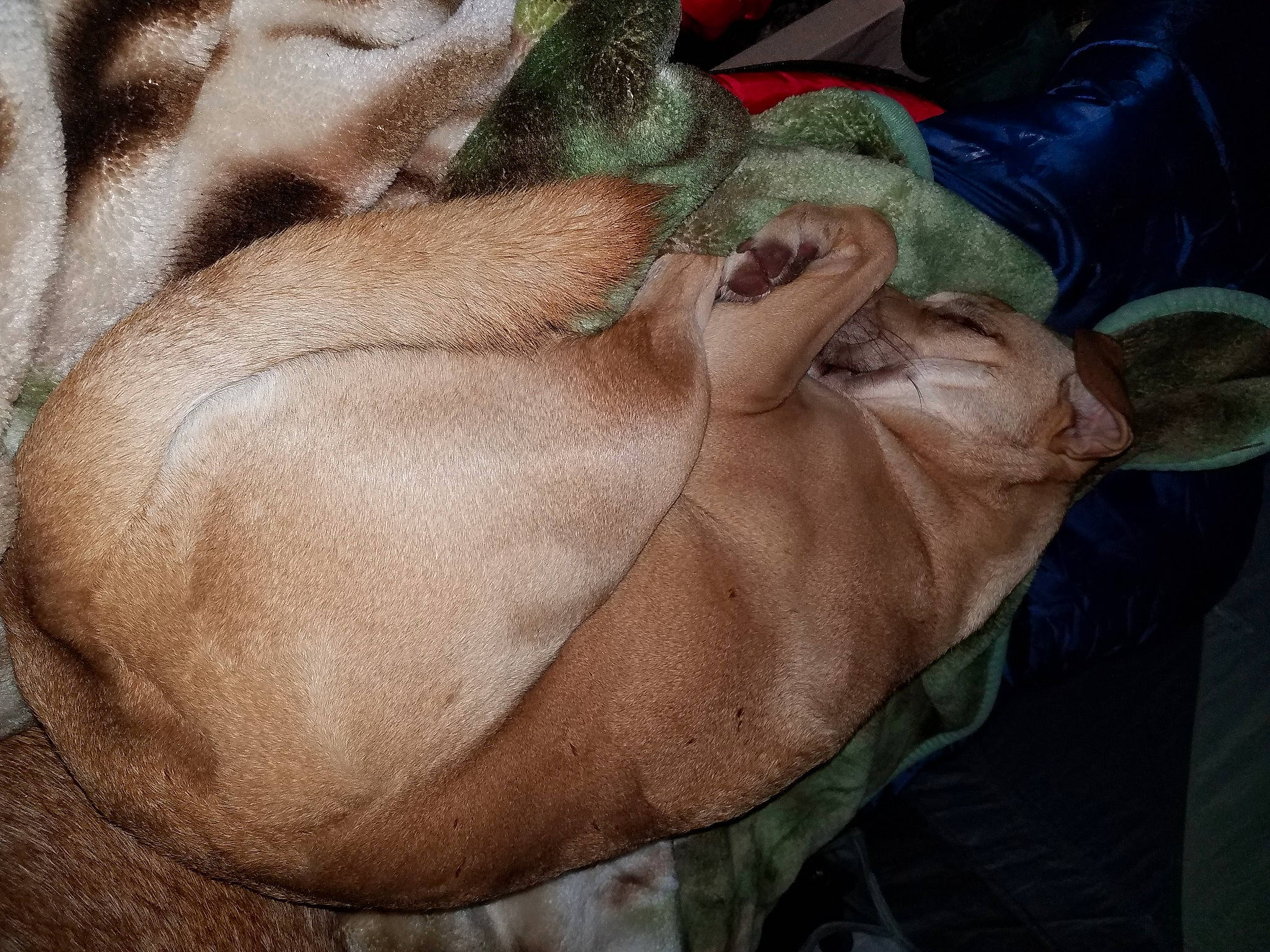 Pig joined the competition — help win amazing prizes! abdomen, barefoot, canidae, comfort, dog, dog_breed, fawn, flesh, foot, gesture, human_leg, linens, liver, nail, snout, sporting_group, thumb, working_animal, wrinkle, wrist