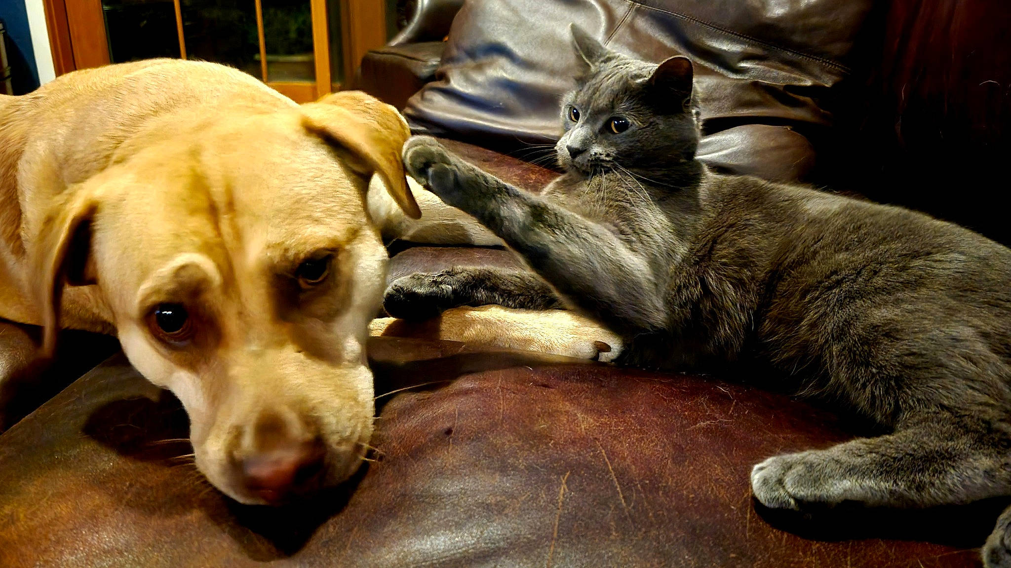 Tom joined the competition — help win amazing prizes! canidae, carnivore, cat, comfort, companion_dog, dog, dog_breed, domestic_short_haired_cat, fawn, felidae, fur, guard_dog, paw, puppy, small_to_medium_sized_cats, snout, sporting_group, terrestrial_animal, whiskers, working_animal