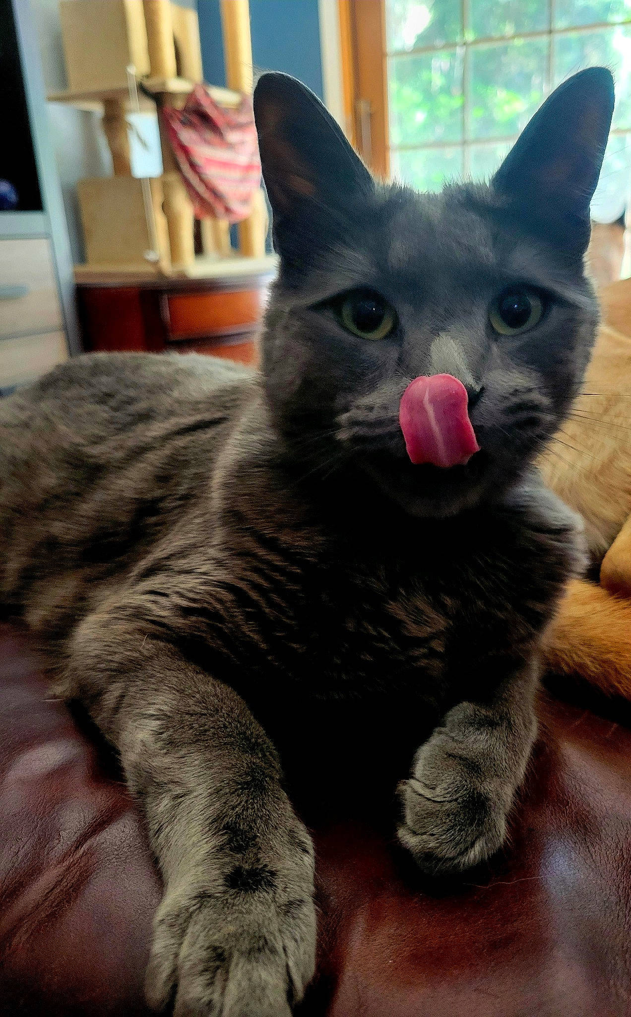 Tom joined the competition — help win amazing prizes! black_cat, carnivore, cat, claw, domestic_short_haired_cat, felidae, fur, grey, paw, russian_blue, small_to_medium_sized_cats, snout, tail, terrestrial_animal, whiskers, window