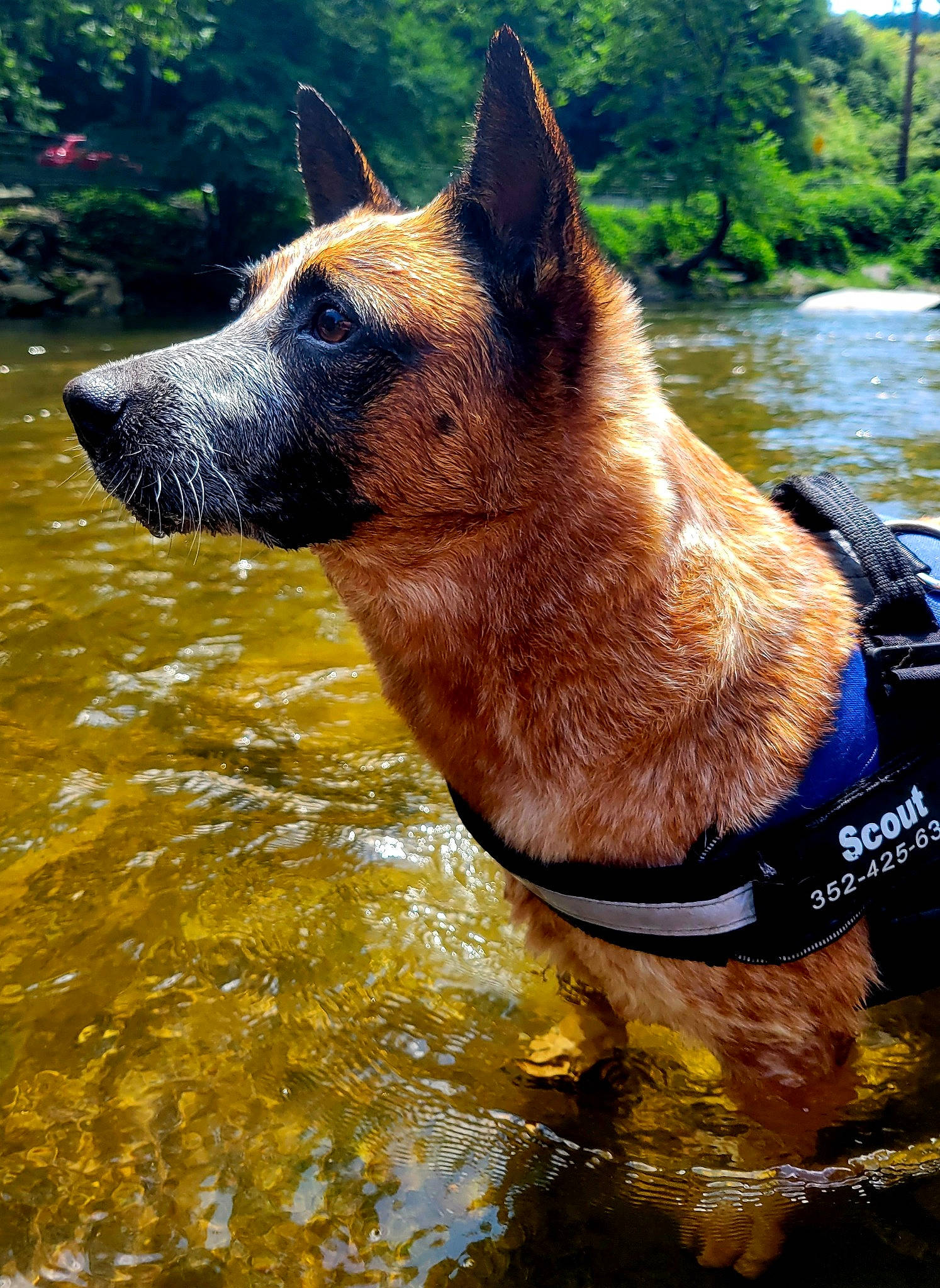 Scout joined the competition — help win amazing prizes! canidae, carnivore, collar, dog, dog_breed, dog_collar, fawn, grass, herding_dog, lake, plant, snout, sporting_group, tail, terrestrial_animal, tree, water, whiskers, working_animal, working_dog
