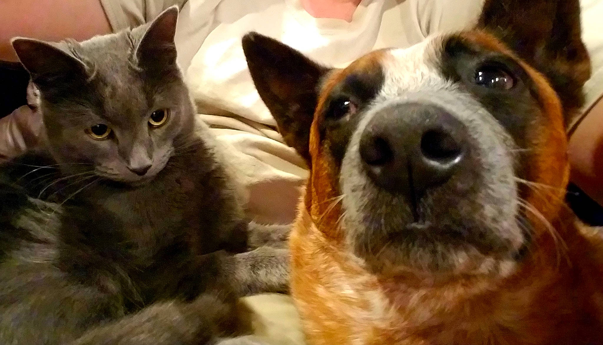 Scout joined the competition — help win amazing prizes! ancient_dog_breeds, carnivore, cat, comfort, companion_dog, dog, dog_breed, domestic_short_haired_cat, fawn, felidae, fur, russian_blue, small_to_medium_sized_cats, snout, terrestrial_animal, whiskers, wildlife, window, working_animal, working_dog