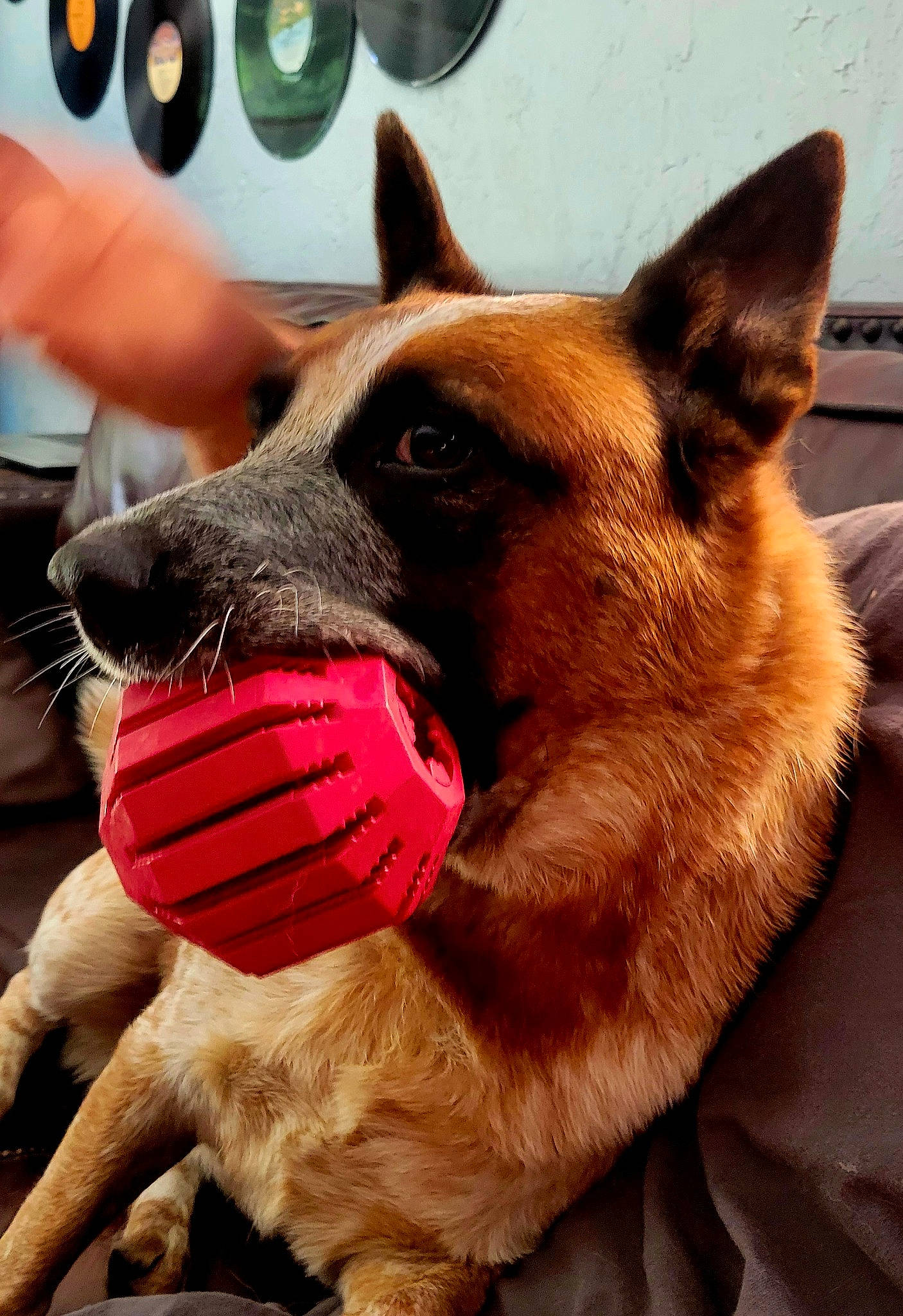 Scout is registered to the contest to win money with this photo: canidae, carnivore, collar, companion_dog, dog, dog_breed, dog_collar, dog_sports, dog_supply, fashion_accessory, fawn, fur, giant_dog_breed, liver, pet_supply, snout, sporting_group, whiskers, window, working_animal